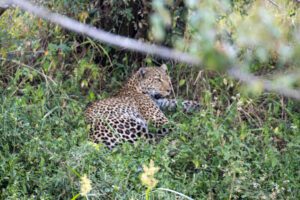 A leopard is sitting in the grass near some trees.