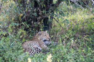 A leopard is sitting in the brush near some trees.