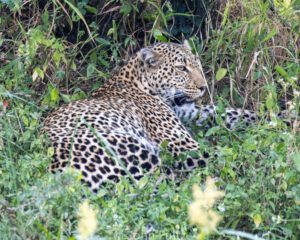 A leopard is sitting in the grass and bushes.