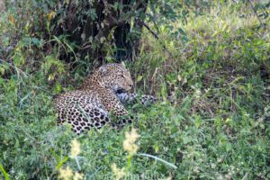 A leopard is sitting in the grass near some bushes.