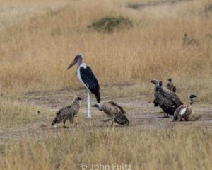 A group of birds standing on top of dry grass.