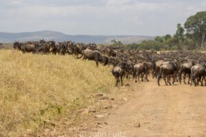 A herd of wildebeest walking across the road.