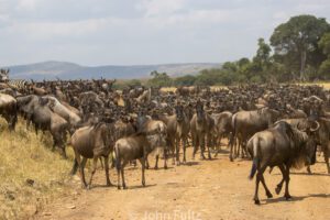 A herd of wildebeest walking across the road.