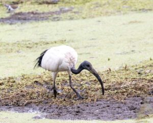 A bird is standing in the mud near some water.