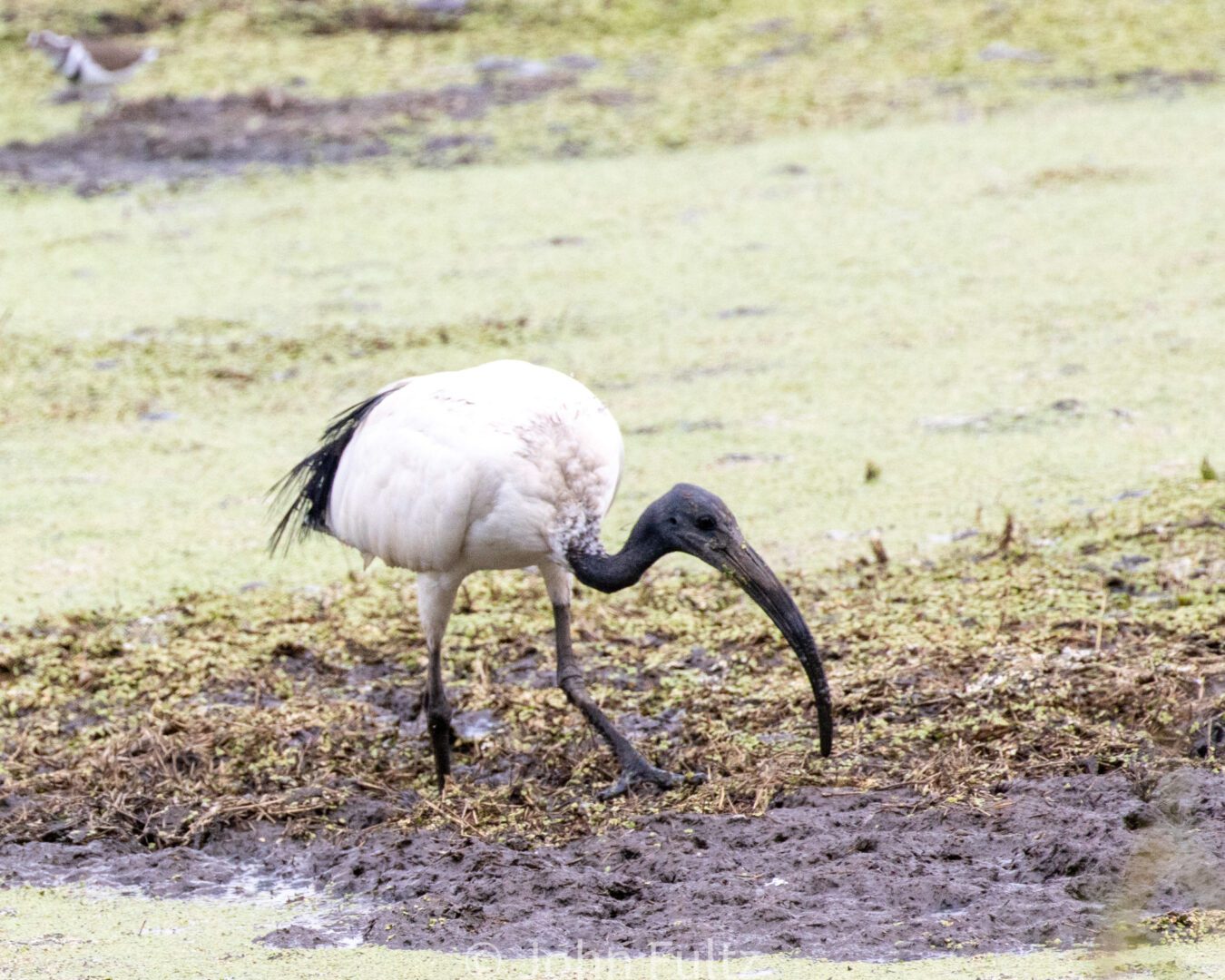 African Sacred Ibis – Kenya, Africa