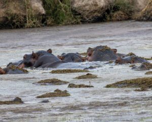 A pod of hippos in the water