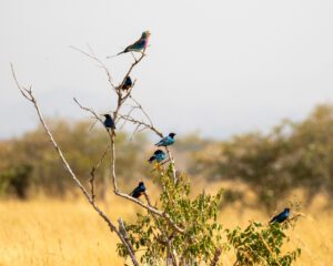 A flock of Lilac-Breasted Rollers and Superb Starlings - Kenya, Africa