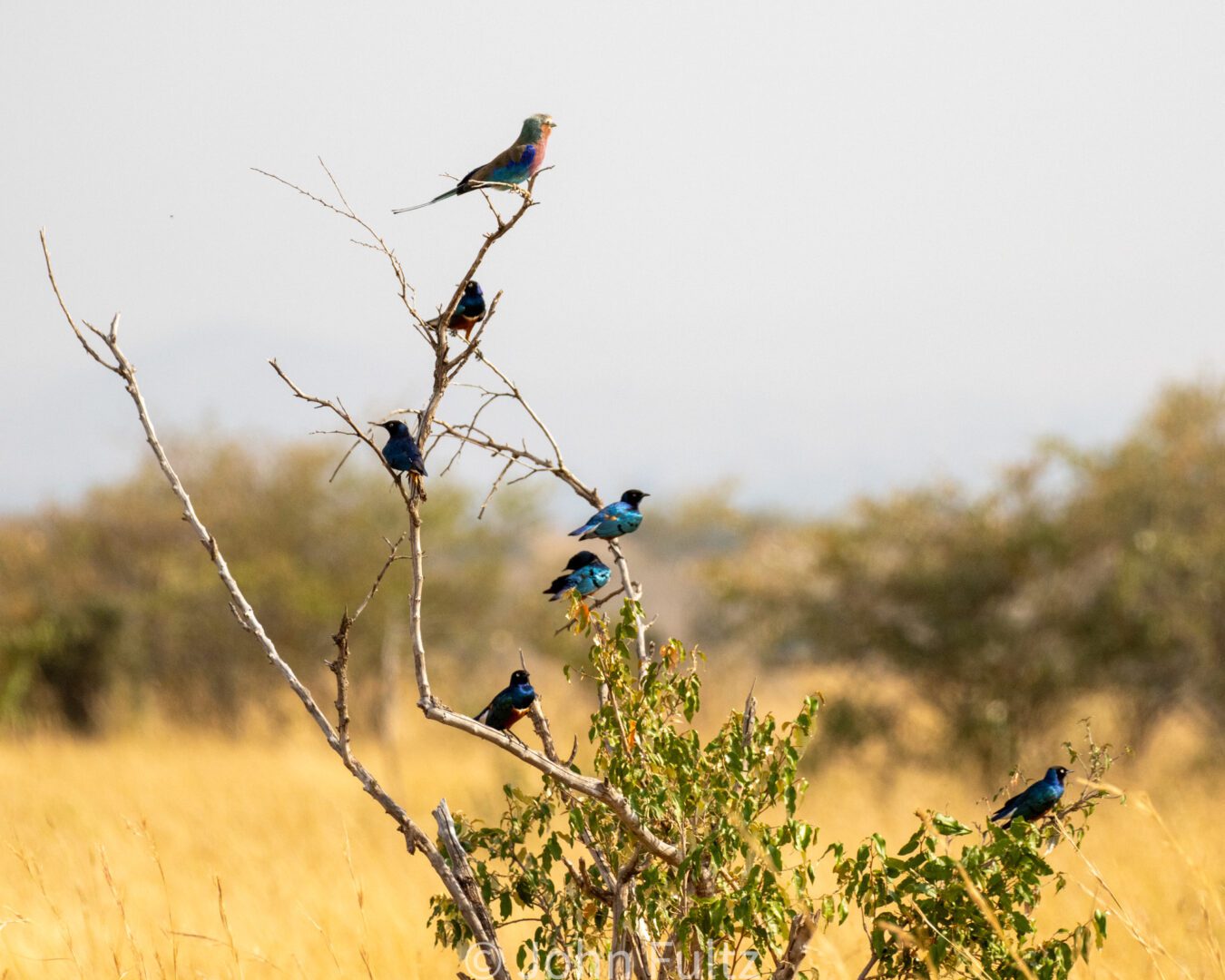 Flock of Lilac-Breasted Rollers and Superb Starlings – Kenya, Africa