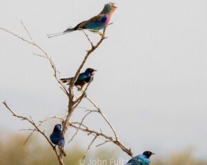 A group of birds sitting on top of a tree.