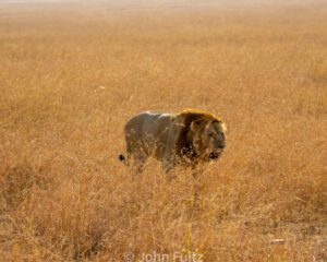 A lion walking through the tall grass in the wild.