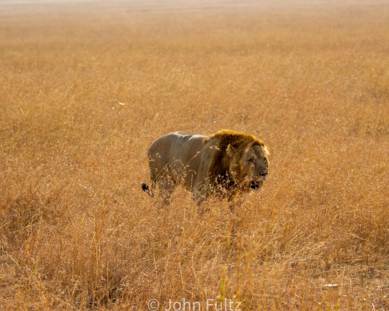 Male African Lion Walking in the Savanna – Kenya, Africa