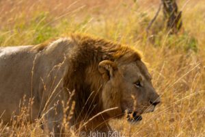 A African Lion walking through tall grass ion they savannah.