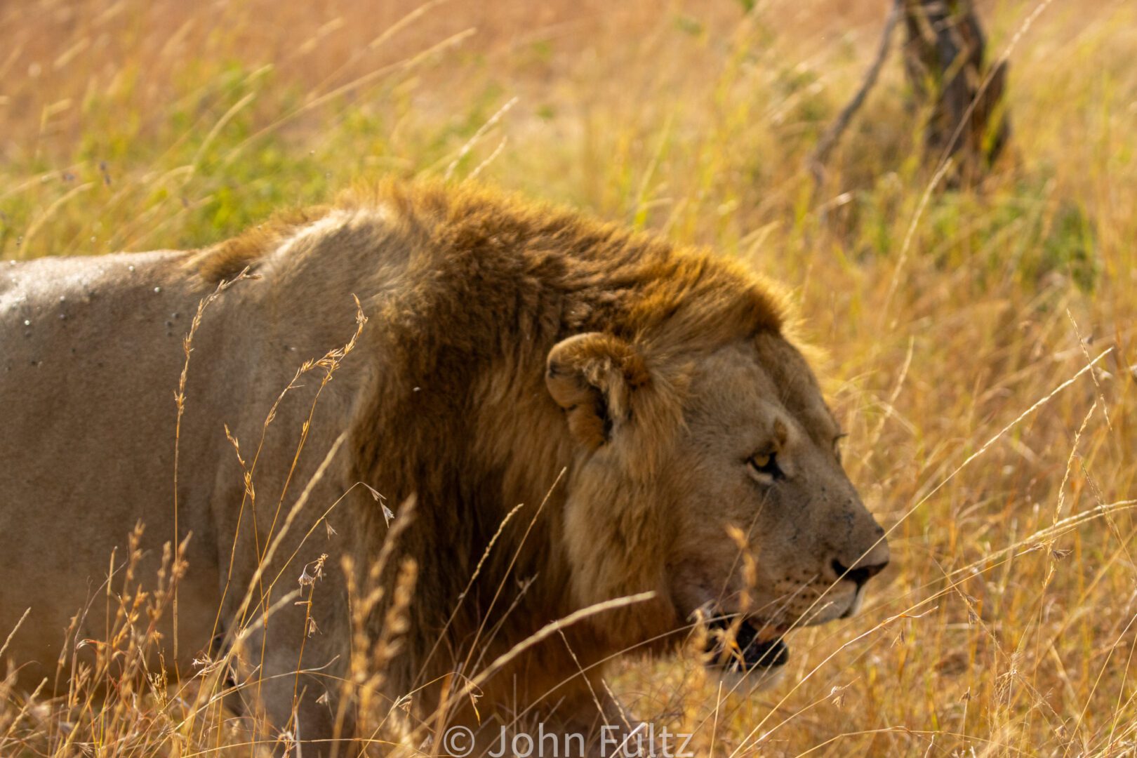 Male African Lion – Kenya, Africa