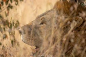 An African Lion is standing in tall grass looking up.