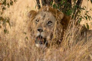 An African Lion is sitting in the tall grass.