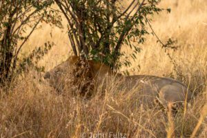 An African Lion is standing in the tall grass.