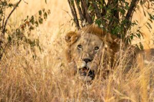 A lion is sitting in the tall grass.