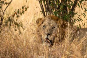 An African Lion is sitting in the tall grass.