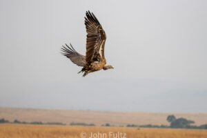 A bird flying over the ground in an open field.