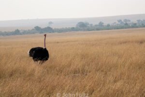 A Somali Ostrich, also known as the Blue-Necked Ostrich walking through the savannah.