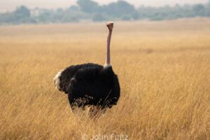 A large ostrich standing in the savannah.