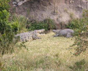 Two Nile Crocodiles are laying in the grass. with their mouths open.