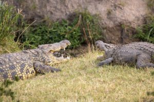 Two Nile Crocodiles are laying in the grass.