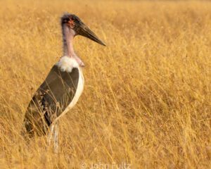 A bird standing in tall grass looking at the camera.