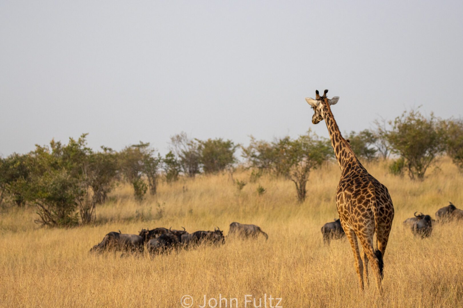 Giraffe and Wildebeests  – Kenya, Africa