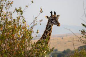 A giraffe standing next to some bushes and trees