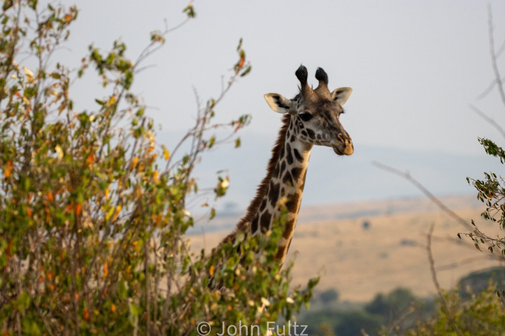 Giraffe – Kenya, Africa