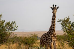 A giraffe standing in the savannah.