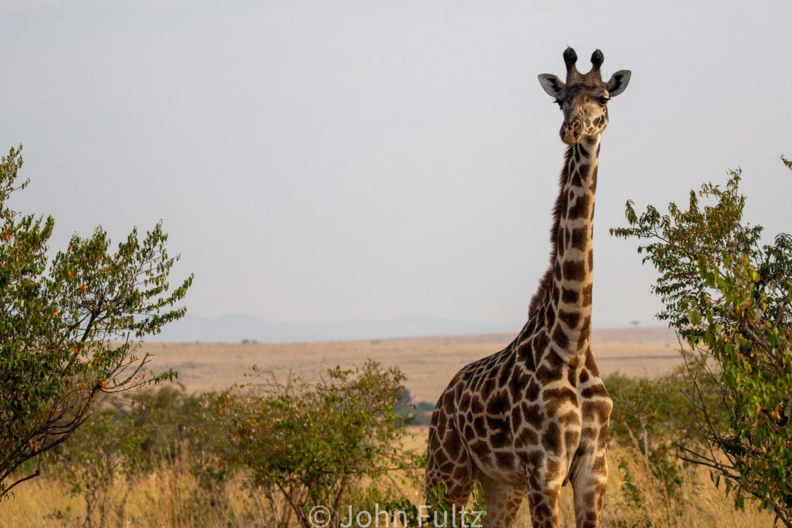 Giraffe – Kenya, Africa