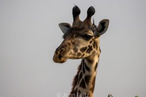 Closeup of a giraffe