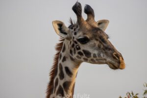 A giraffe is standing in the grass near trees.