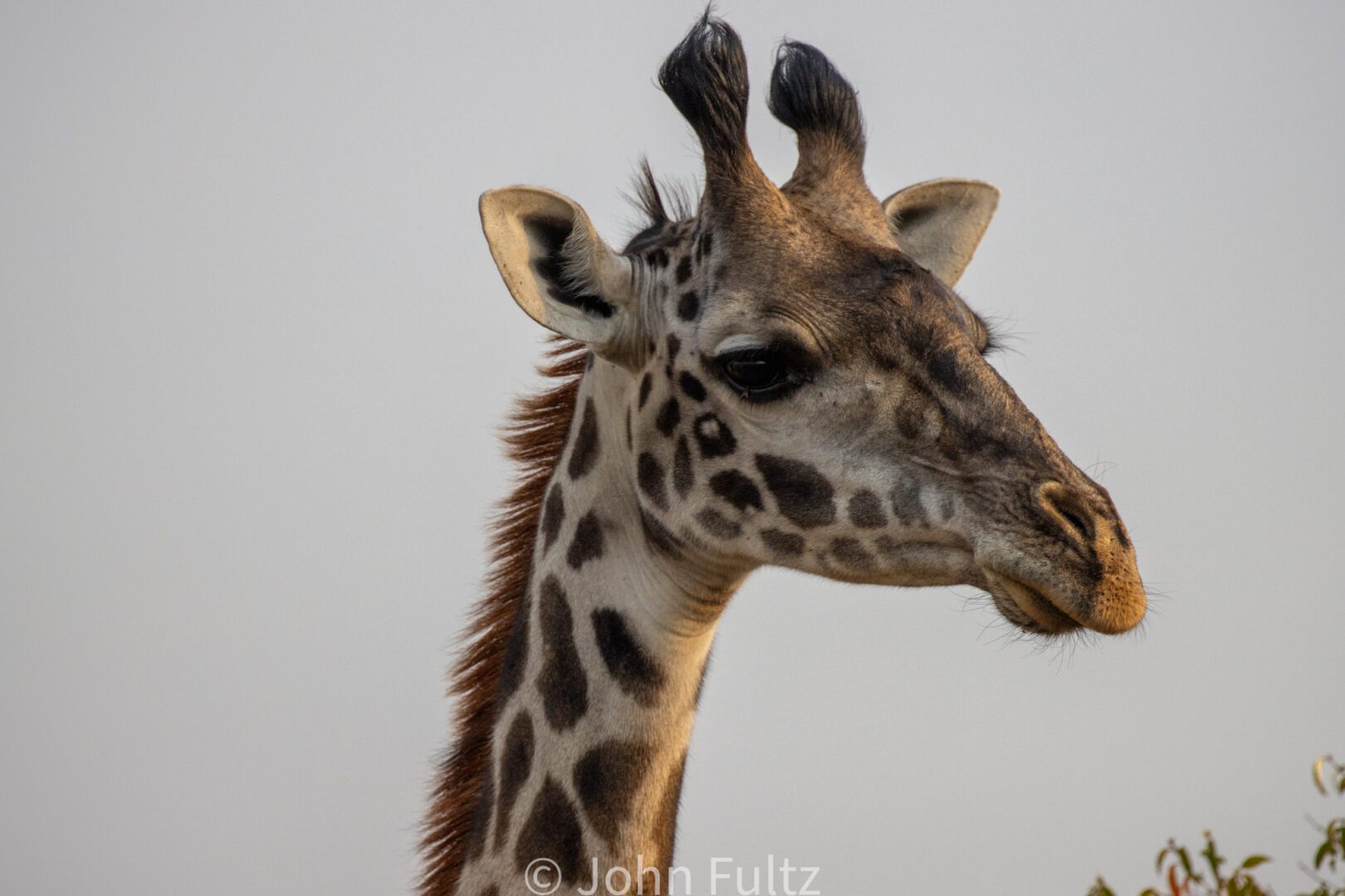 Closeup of a Giraffe – Kenya, Africa