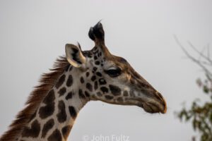 A close up of a giraffe.