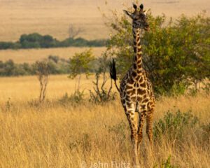 A giraffe standing in the savannah.