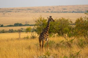 A giraffe standing in the savannah.