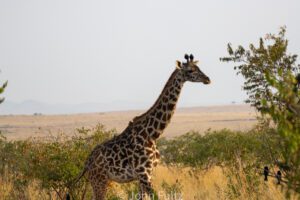 A giraffe standing in the middle of an open field.