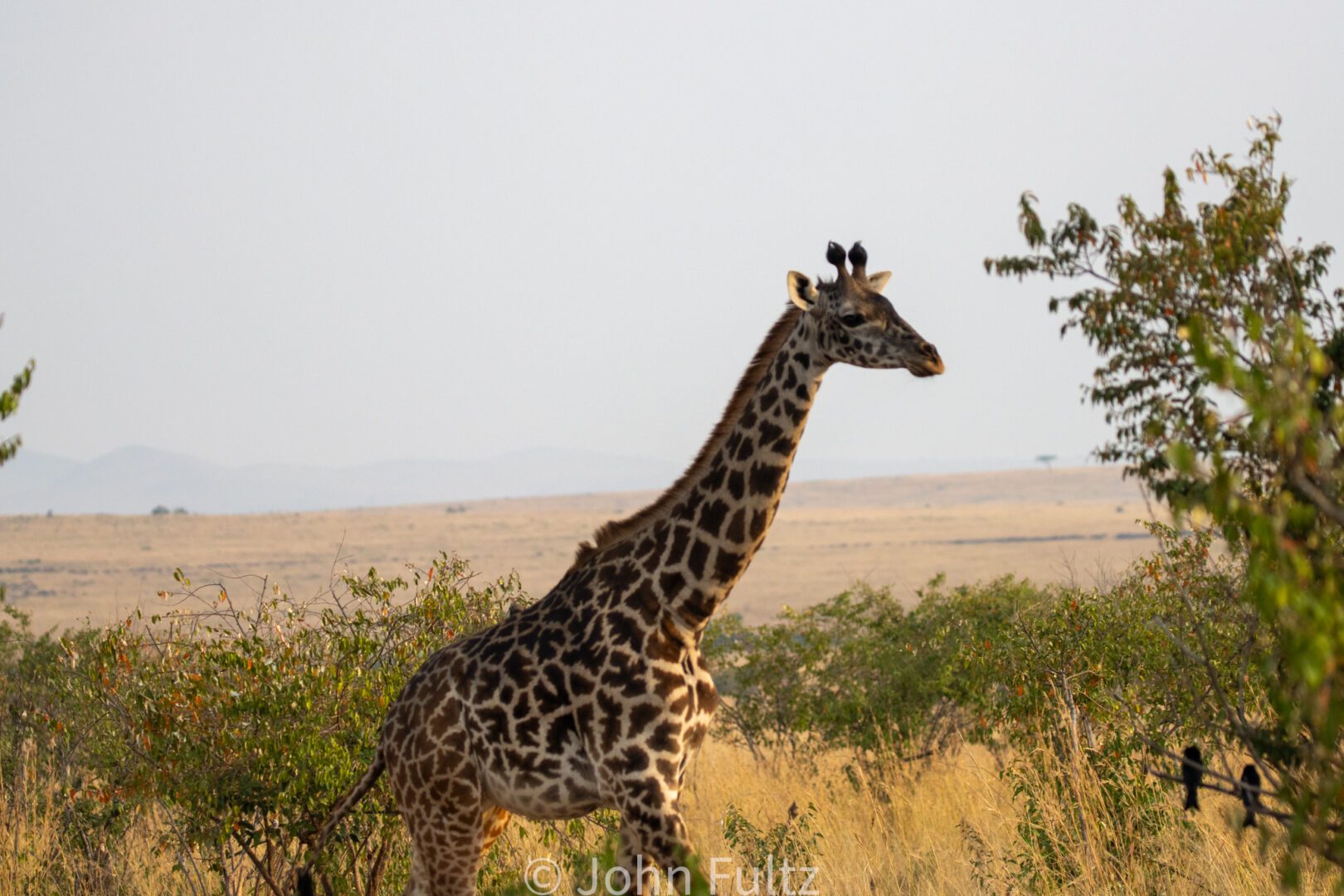 Giraffe – Kenya, Africa