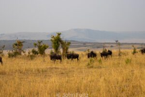 A herd of wildebeests walking across the grassy Savanah.