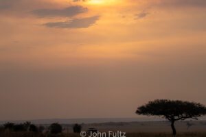 A tree in the middle of the savannah at sunset.