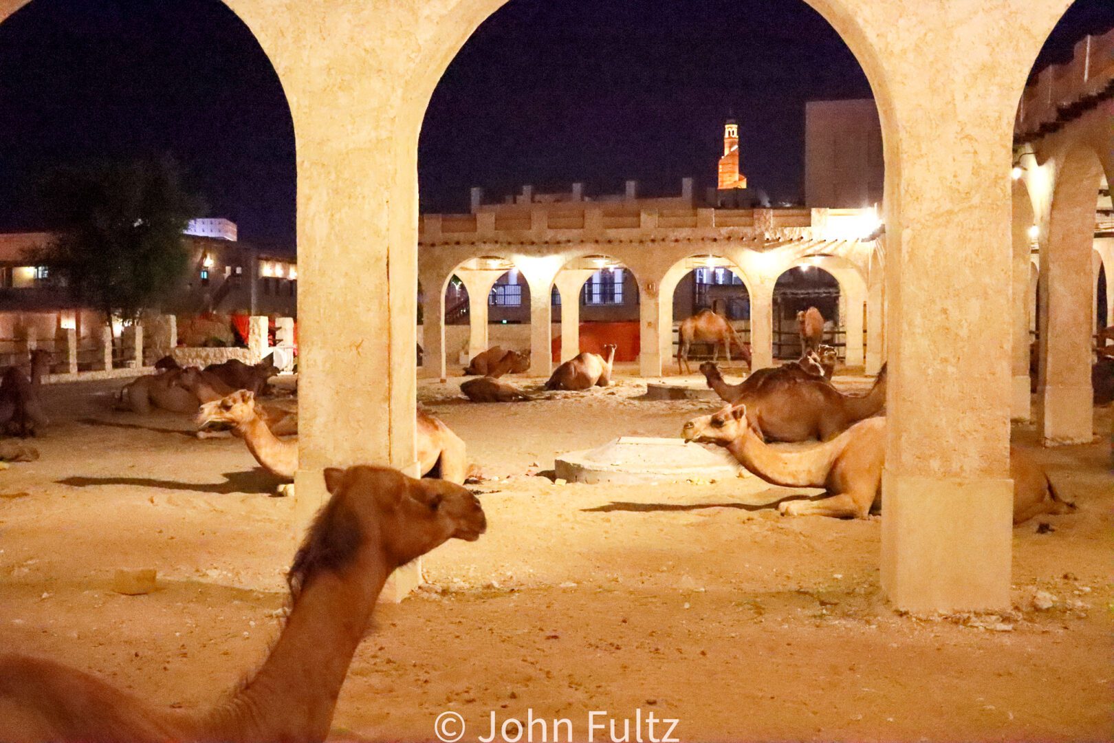 Camels – Qatar