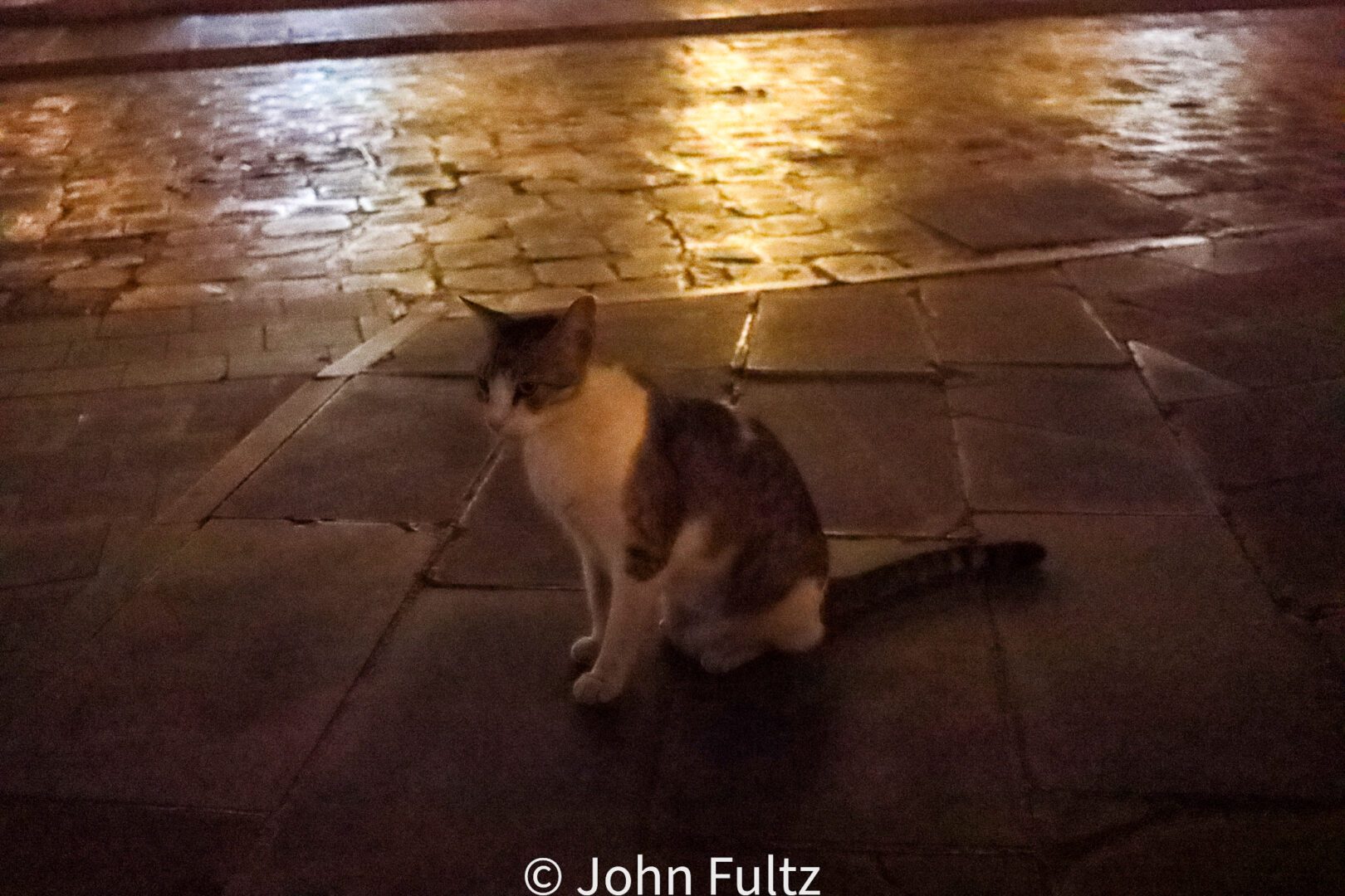 Cat in the Souq Waqif – Doha, Qatar