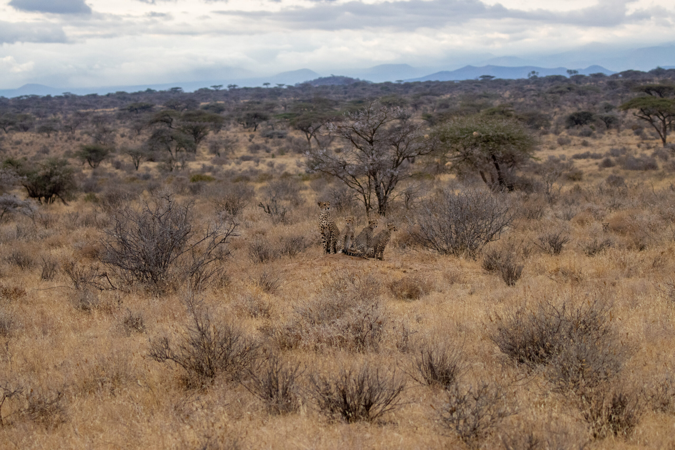 Female Cheetahs  and Cubs – Kenya, Africa