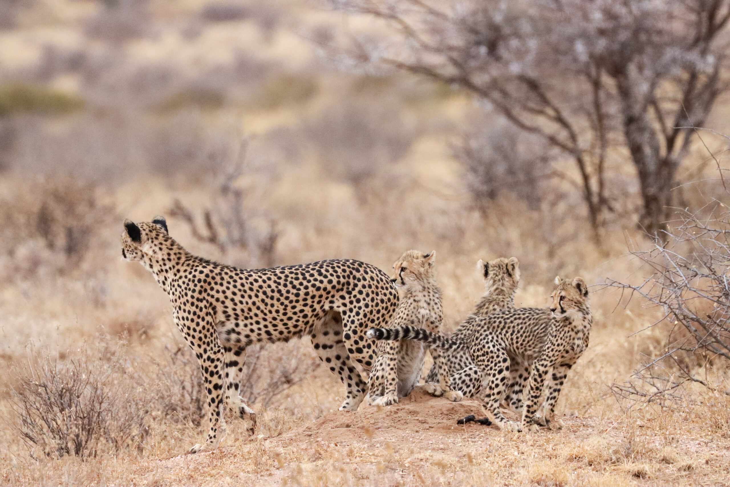 Female Cheetah and Cubs – Kenya, Africa