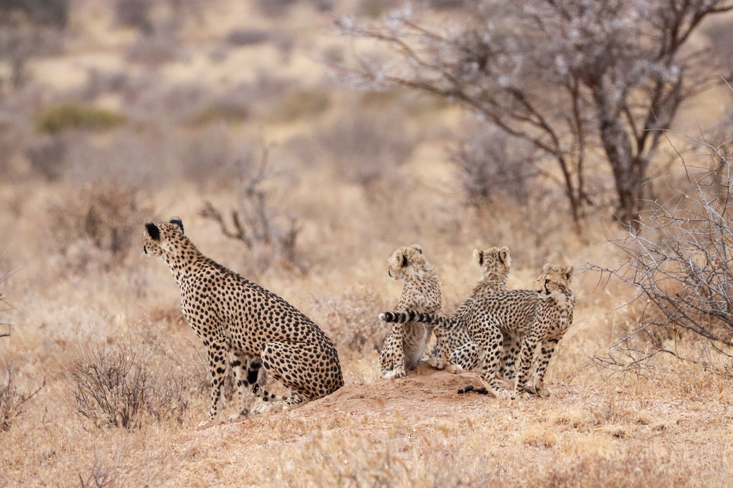 Female Cheetah and Cubs – Kenya, Africa