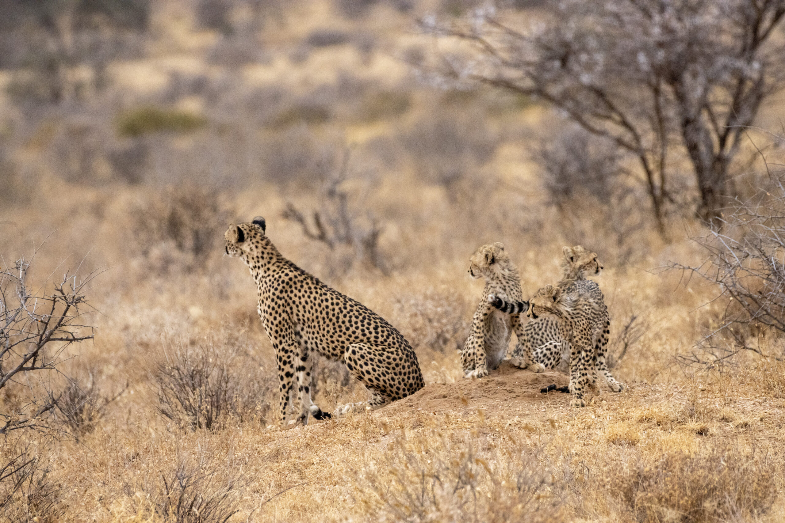 Female Cheetah and Cubs – Kenya, Africa