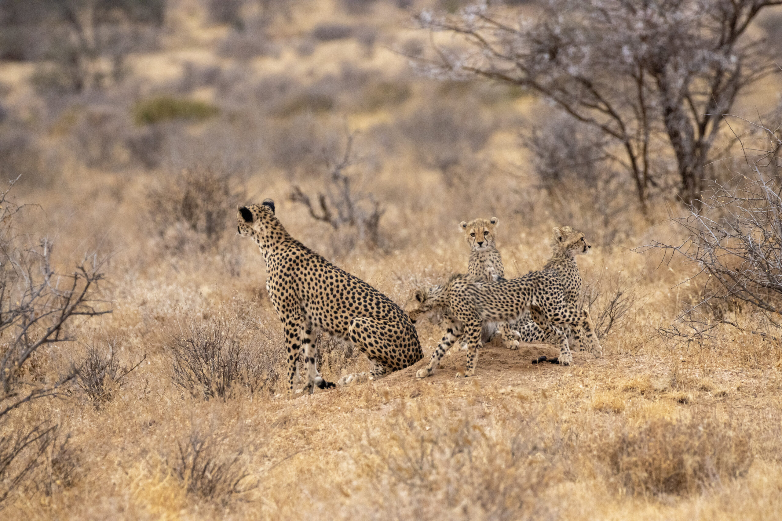 Female Cheetah and Cubs – Kenya, Africa